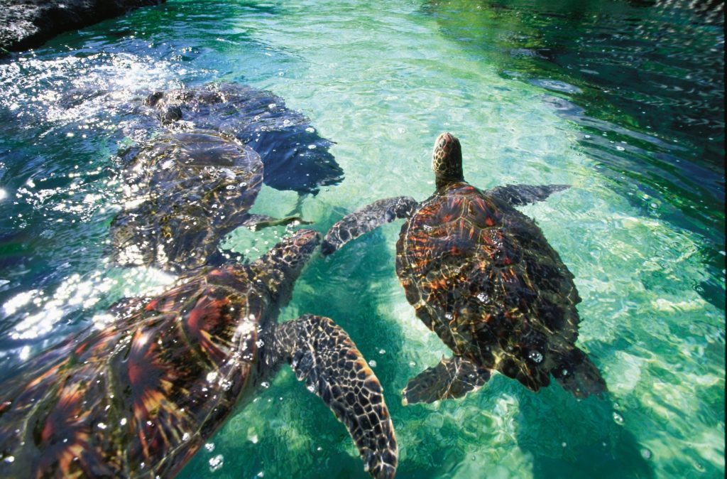 Le tartarughe sono una compagnia frequente mentre si fa snorkeling.