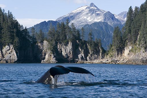 Kenai fjords Alaska